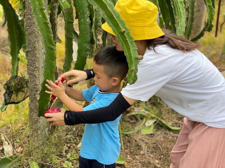 農(nóng)業(yè)研學旅行：讓孩子回歸田園